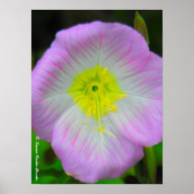 Buttercup in Bloom Poster
