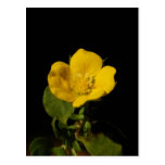 Buttercup ~ postcard