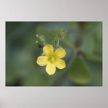 Buttercup Print