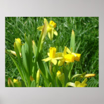 Buttercup Yellow Daffodils Poster