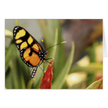 Butterflies 267 cards