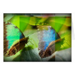 Butterflies Abstract Cards