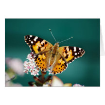 Butterflies are free card