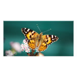 Butterflies are free photo card