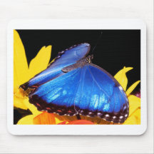 butterflies blue morpho butterfly mousepads