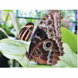 Butterflies Butterfly Cut Outs