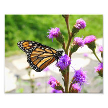 Butterflies in Montreal Photographic Print