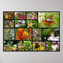 Butterflies of S. Arizona~ Kimberly P-Chadwick Poster