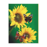 Butterflies of Summer 2 Post Cards