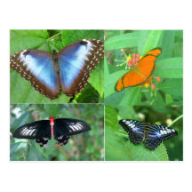 Butterflies of the World Postcards