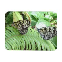 Butterflies on Fern Magnet
