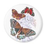 Butterflies - Orange and Brown magnets