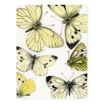 Butterflies Postcard