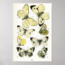 Butterflies Poster