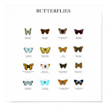 Butterflies posters