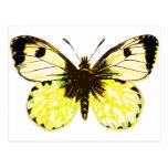 Butterfly 02 post card