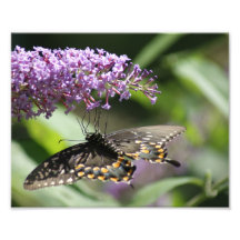 Butterfly 10x8 Photographic Print