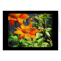 Butterfly 2, Blank Greeting Card