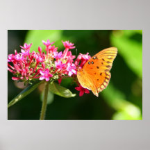 Butterfly 3 poster