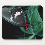 Butterfly, Anartia amathea Mouse Pads