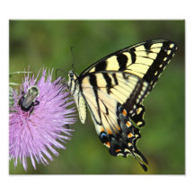 Butterfly and Bee Photo Art