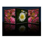 Butterfly and Dahlia Postcard