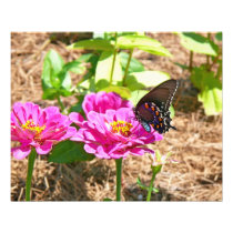 Butterfly and flower Photo Enlargement