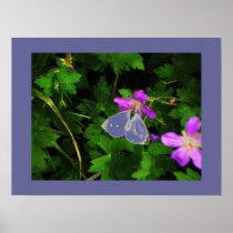 Butterfly and flower picture posters