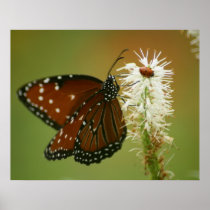 Butterfly and Ladybug Print