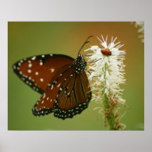 Butterfly and Ladybug Print