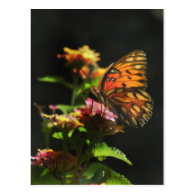 Butterfly and Lantana Photo Postcard