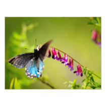 Butterfly And Spring Flowers Photo Print