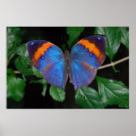 Butterfly Blue Posters