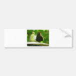 butterfly bumper stickers