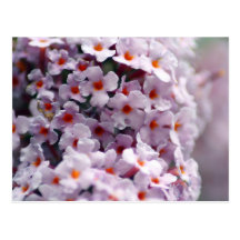 Butterfly-bush Wens Kaart