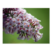 Butterfly-bush Wens Kaarten
