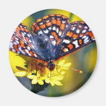 Butterfly Butterflies Bugs Flowers Magnets