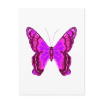 Butterfly Butterflies