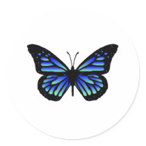 Butterfly Butterflies