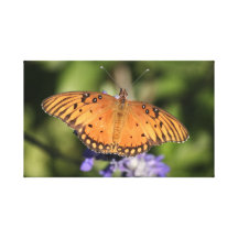 Butterfly Canvas Print
