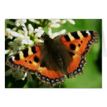 Butterfly card cards