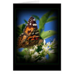Butterfly card cards