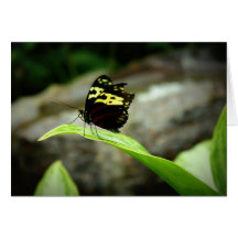 Butterfly Card