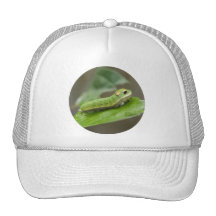 Butterfly Caterpillar Larva Hat