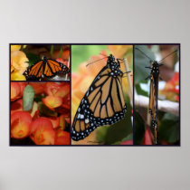 Butterfly Collage
