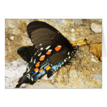 Butterfly Collection 5 Note Card