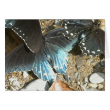 Butterfly Collection 6 Note Card