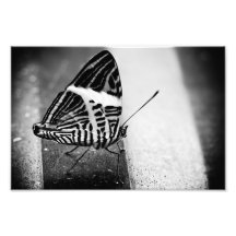 butterfly crossing photographic print