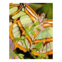 Butterfly Custom Letterhead