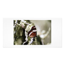 Butterfly Custom Photo Card